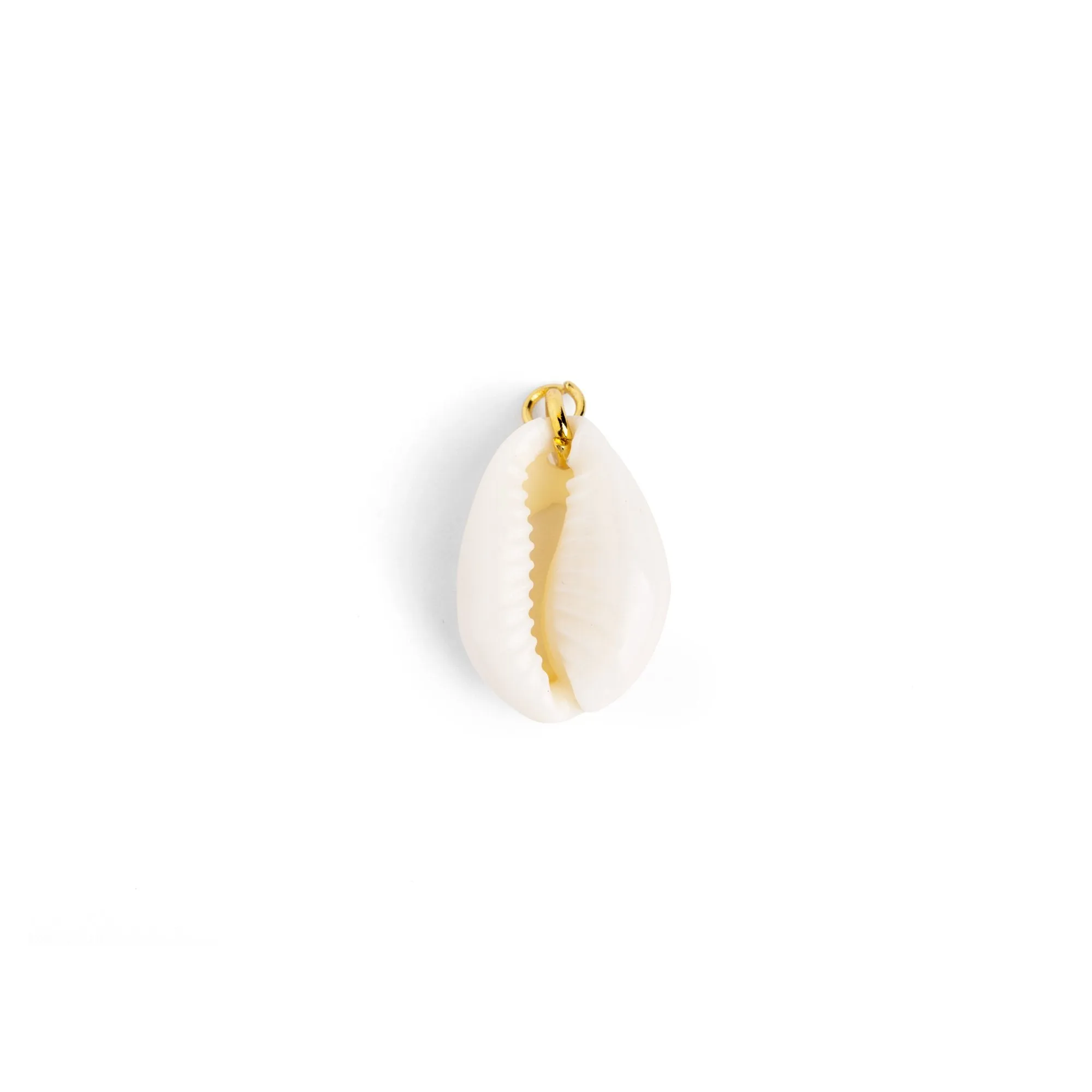 Seashell Natural Charm